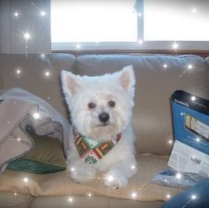 Meet your Posher, Dennis